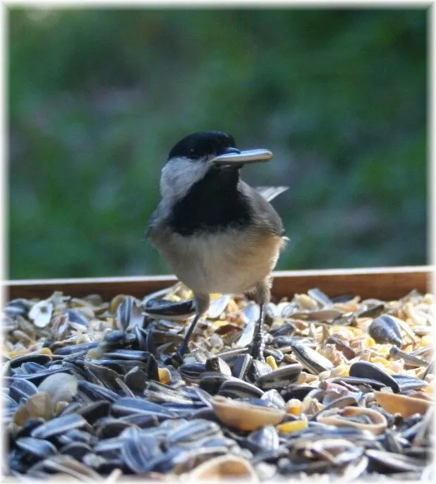 Chickadee - Chickadee feeding from my bird table.