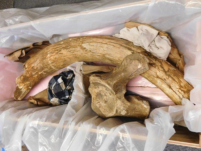Columbian Mammoth - partial tusk found with associated partial pelvis in a gravel pit near New Ulm MN in the summer of 2020.