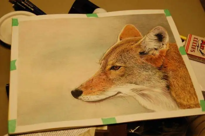 Coyote Drawing - A Coyote Colored Pencil Drawing I did for a friend of mine.