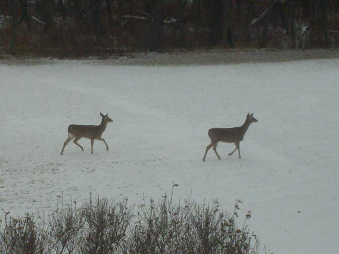deer - A couple of does around Marseilles lock on the Illinois river.