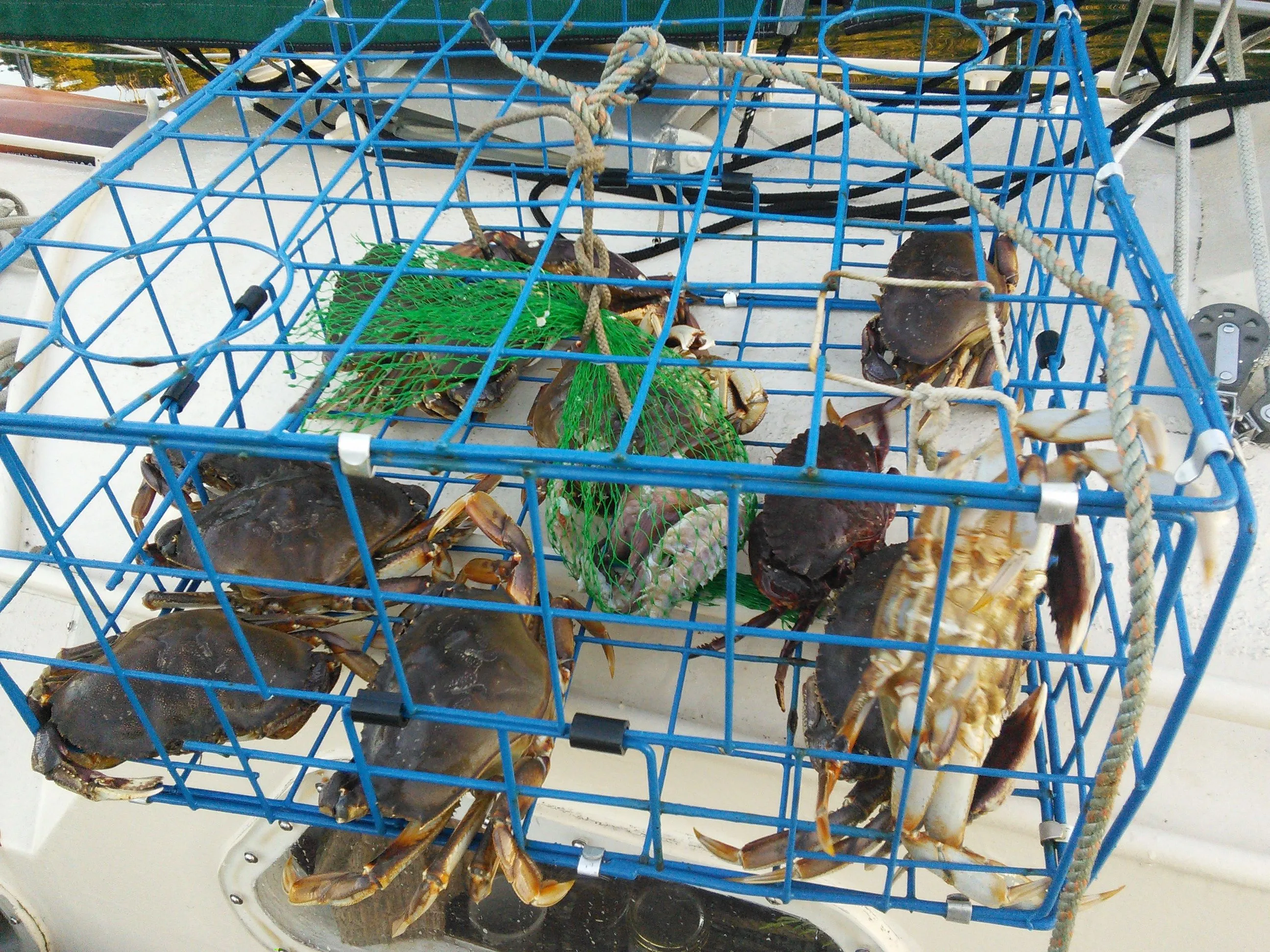 Delicious dungeness