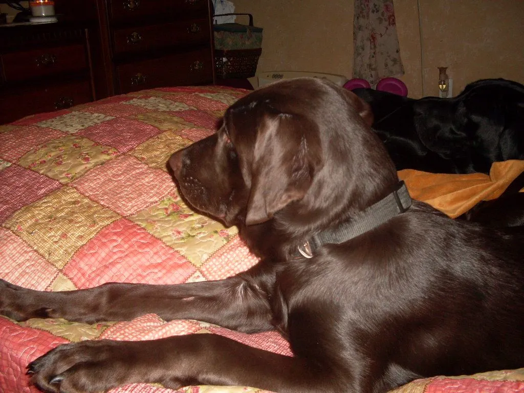 dogs 320