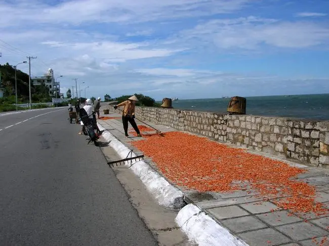 Drying shrimp.  Vung Tau
