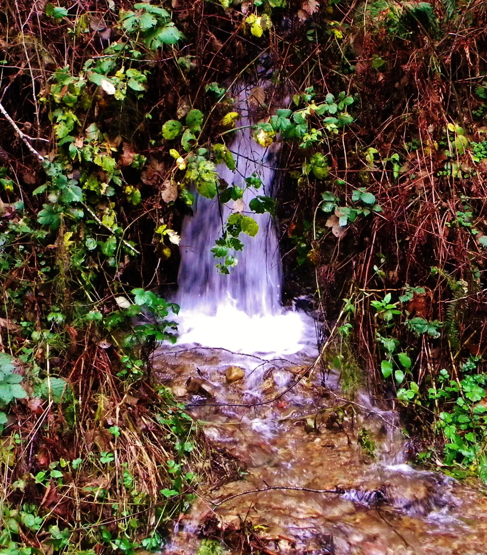 DSCN6578