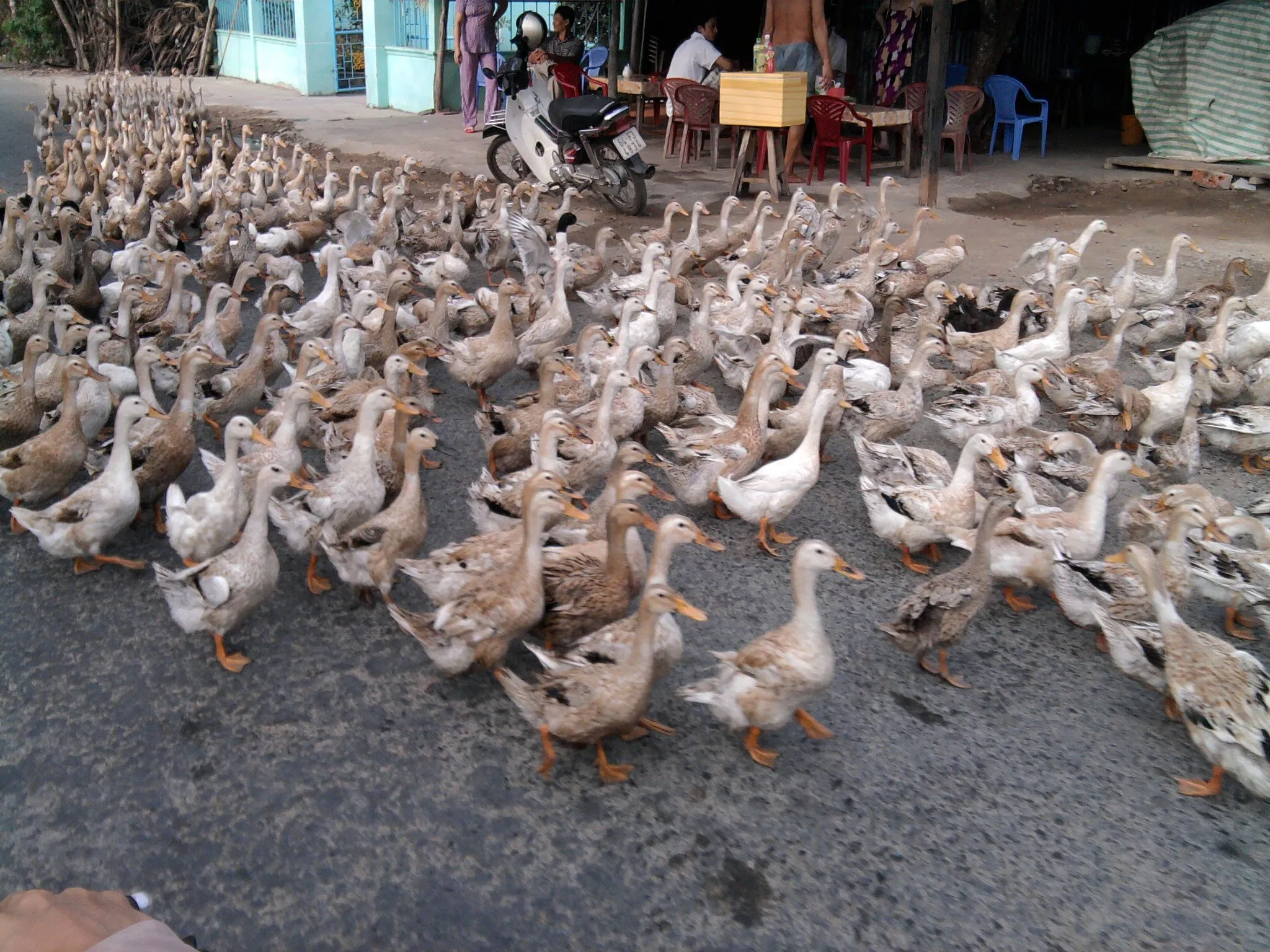 ducks crossing the road in the delta
