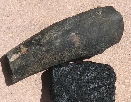 Dugong Rib bone