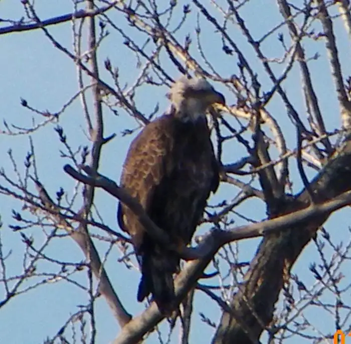 eagle - looks like he has a hangover...