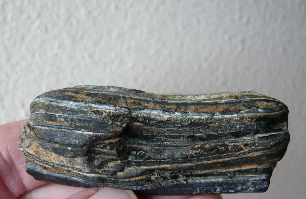 Equus Sp. Pleistocene horse tooth  (2)
