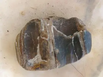 Equus Sp. Pleistocene horse tooth (2)