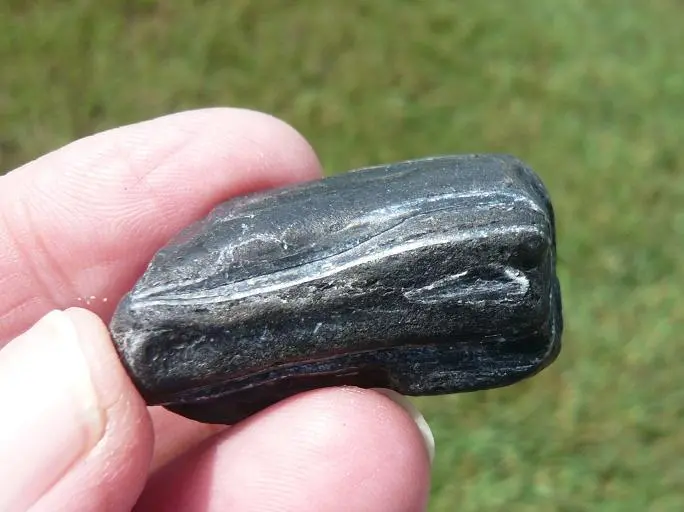 Equus Sp. Pleistocene horse tooth  (5)