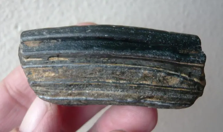 Equus Sp. Pleistocene horse tooth  (7)