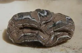 Equus Sp. Pleistocene horse tooth