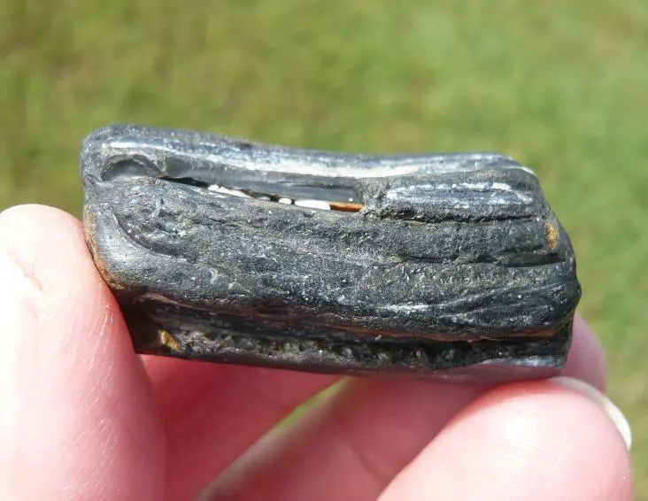 Equus Sp. Pleistocene horse tooth