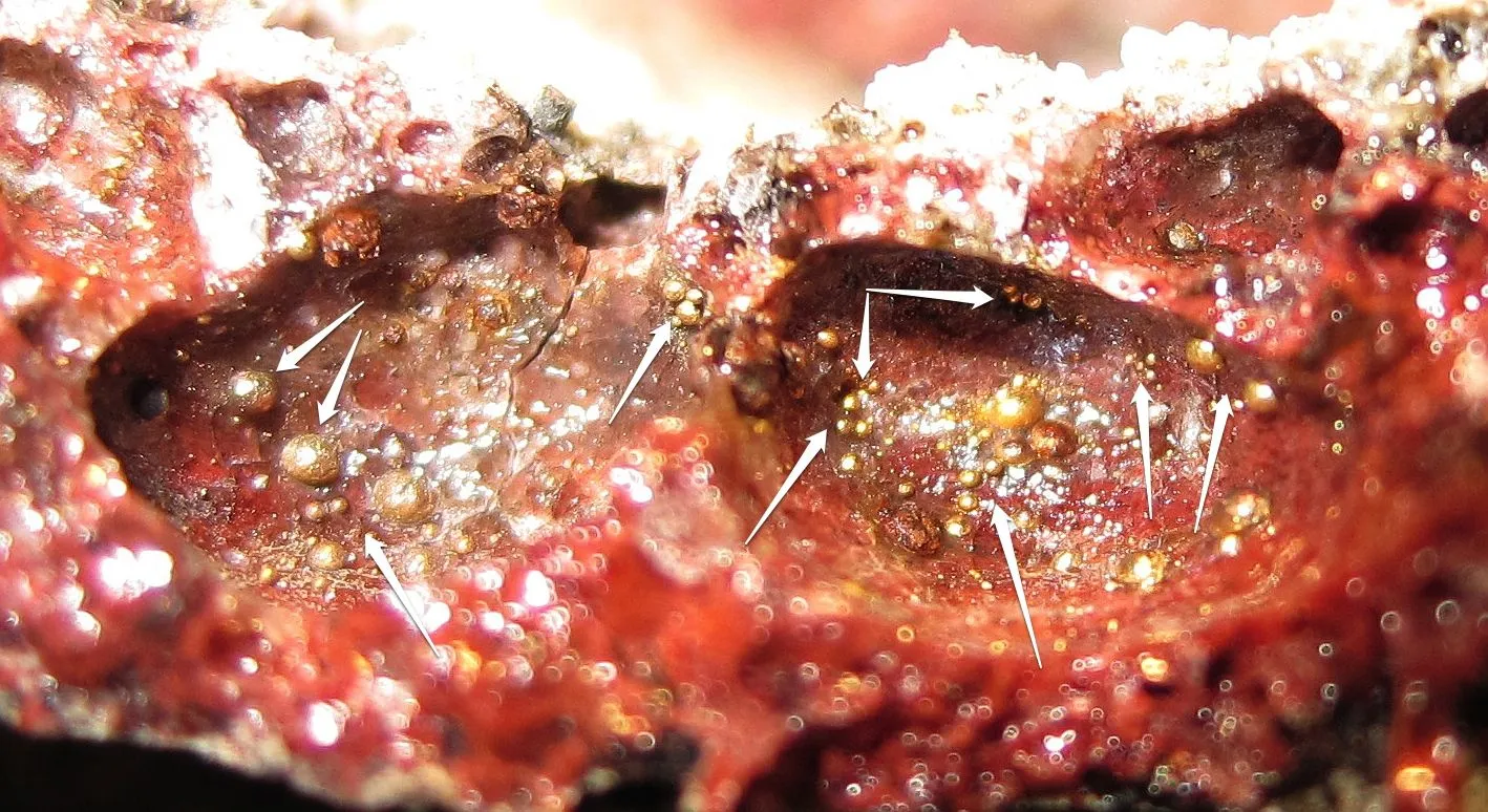 Extremely rare Red Trinitite w 
Unknown golden bubbles attached to this Atomic Bomb Glass