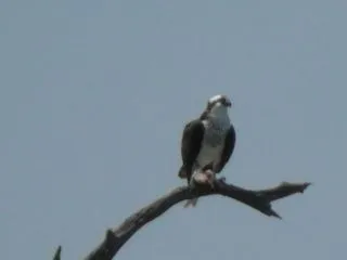 Finally caught up to this bird! He's got a nice fish in his grip
