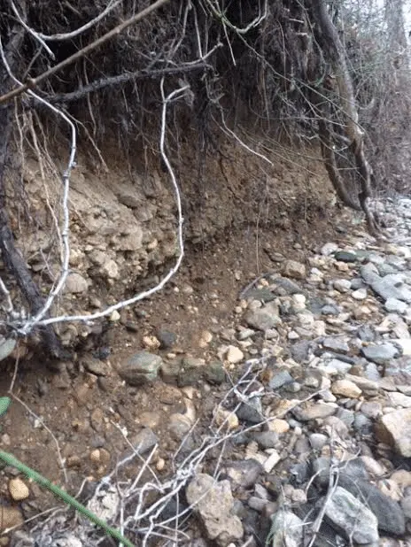 Fine and flour gold, along with black sands, and other heavies throughout the cobble, Creekside.