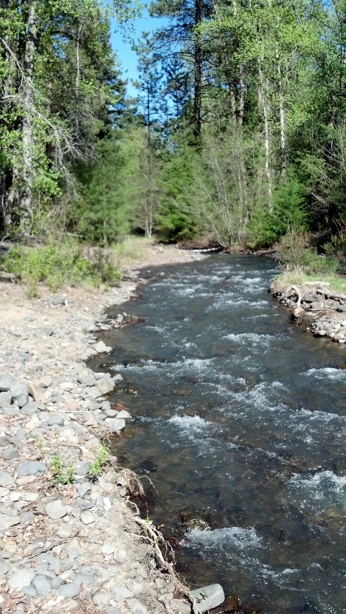 First Creek in Liberty, WA. Looking easterly.