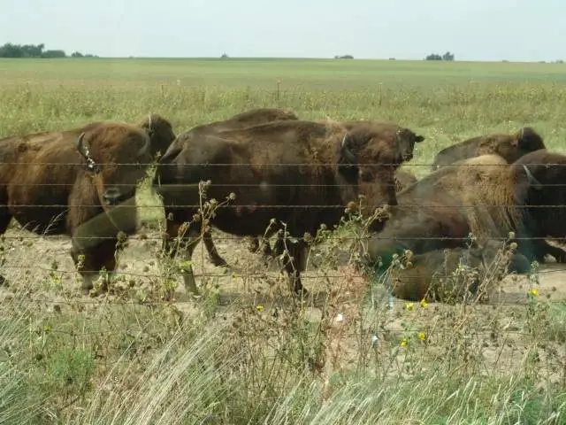 First time finding 8 buffalo!!!