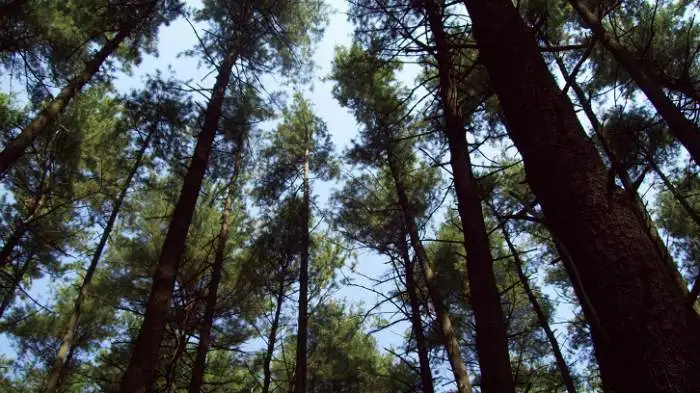 forest hunts  -  these are the best