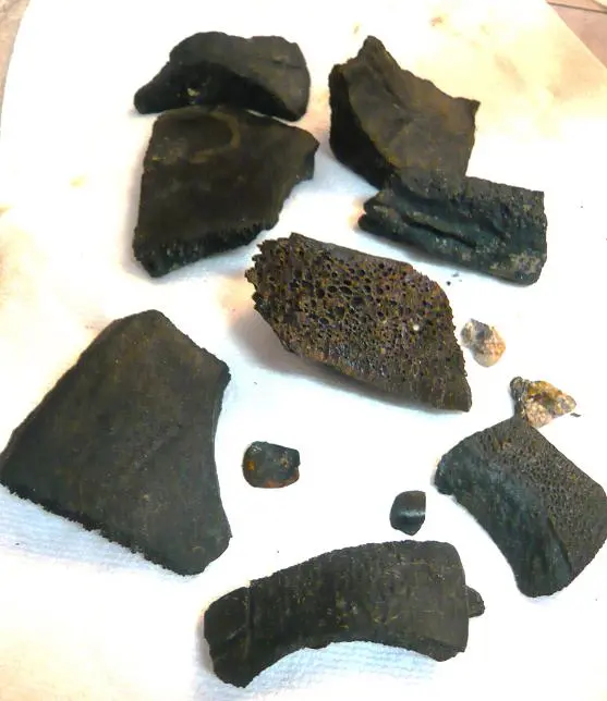 Fossil Bits and Pieces