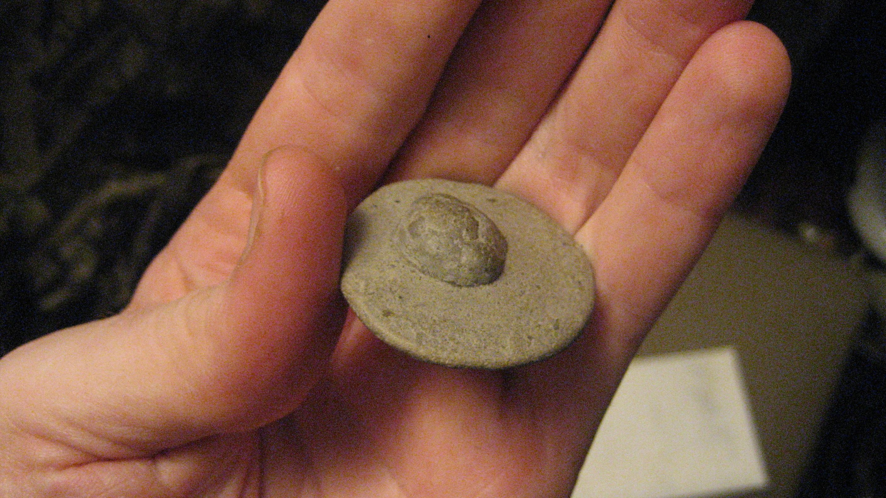 Fossil from New York