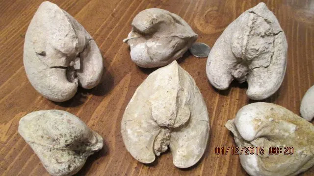 Fossils 001