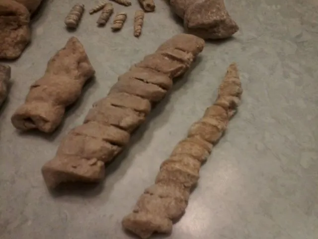 fossils 020