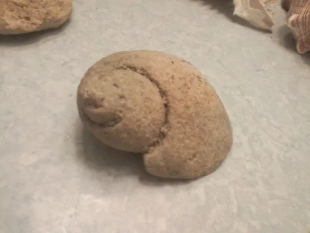 fossils 024