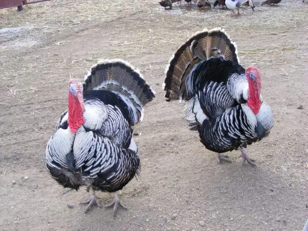 Gobblers Galore - Two of my turkeys.  Showing off.