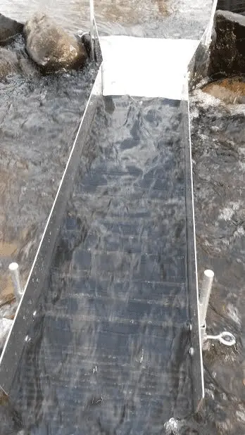 Gold Hog stream sluice