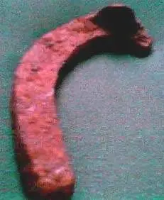 Half Cart-Horse Shoe 1