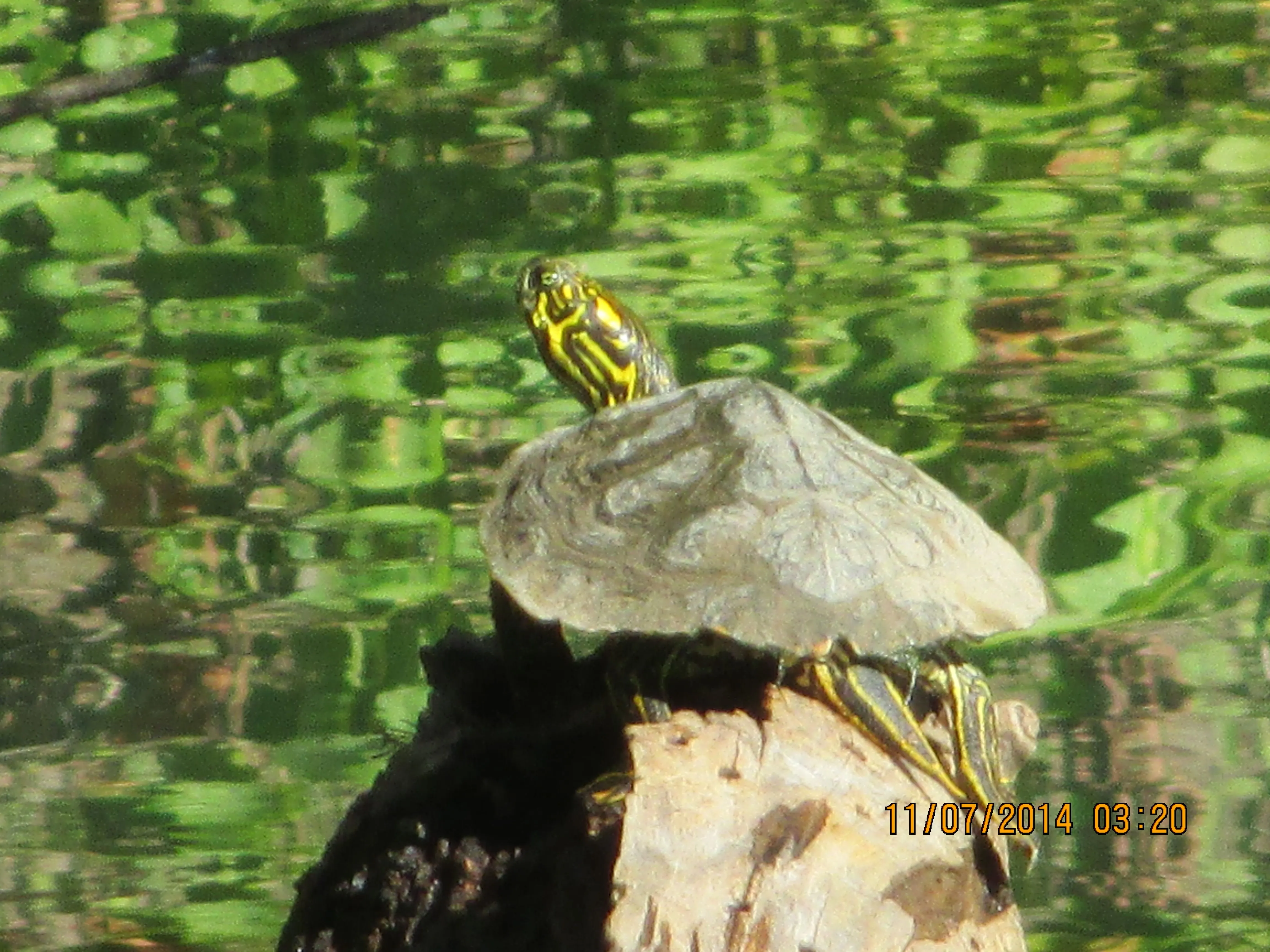 Happy turtle basking in the sun on the Guadalupe river