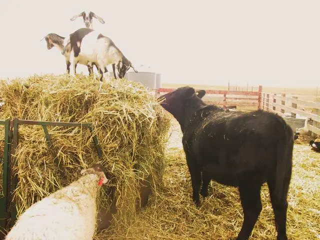 Hey, get down from there! - Our heifer taking a look at the goats jumping around on top of the hay.