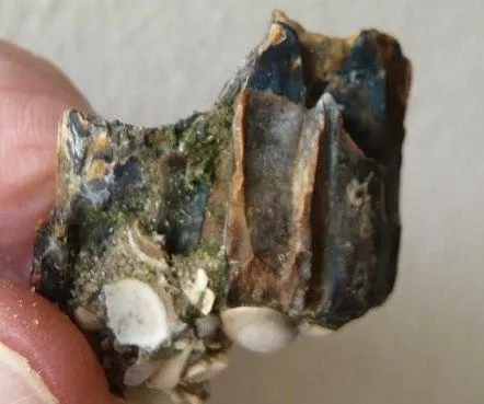 Horse Teeth 1 (2)