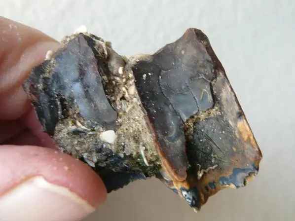 Horse Teeth 1