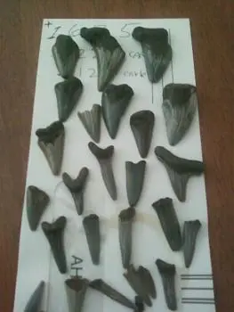 i find  these  16 million year old shark teeth  fossils    in a secret  new jersey  beach.