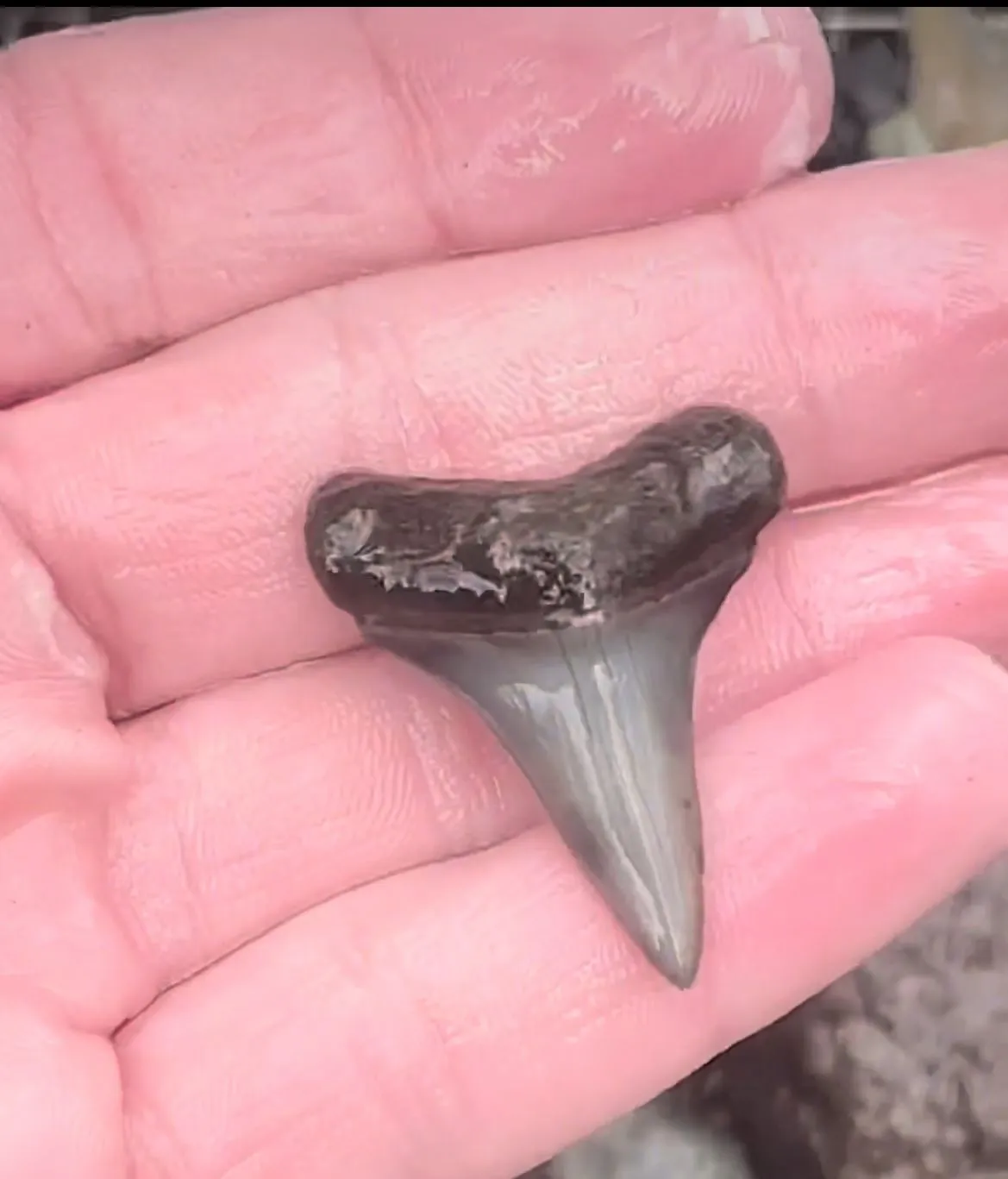 Insane lower hastalis shark tooth found in central Florida!