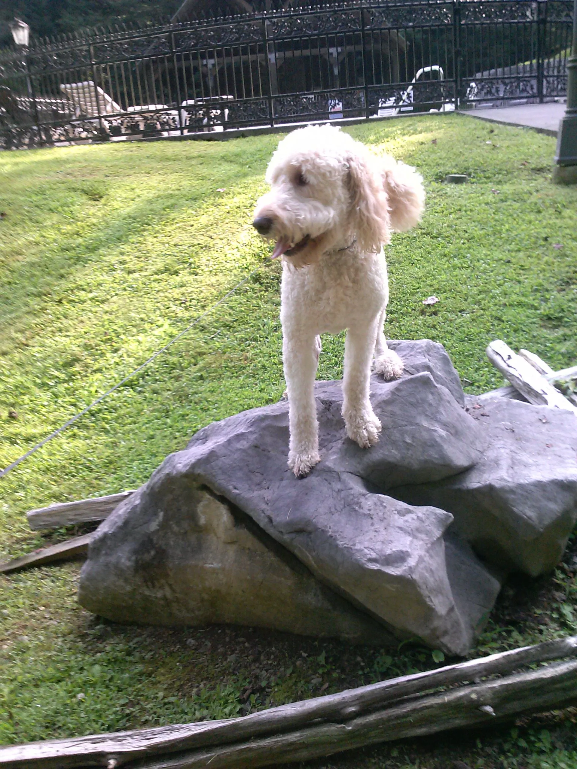 Jack on a rock in Tennessee.