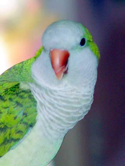 Jade our Quaker Parrot