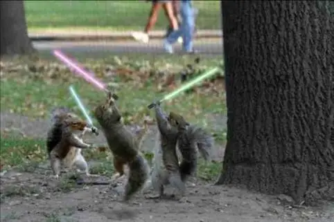 Jedi Squirrels