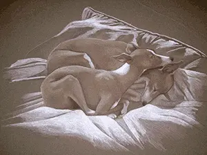 JettaNFlash: Color Pencil/browns and white. 28x36 on brown mat board. They are my daughter's Italian hounds. Awesome dogs.