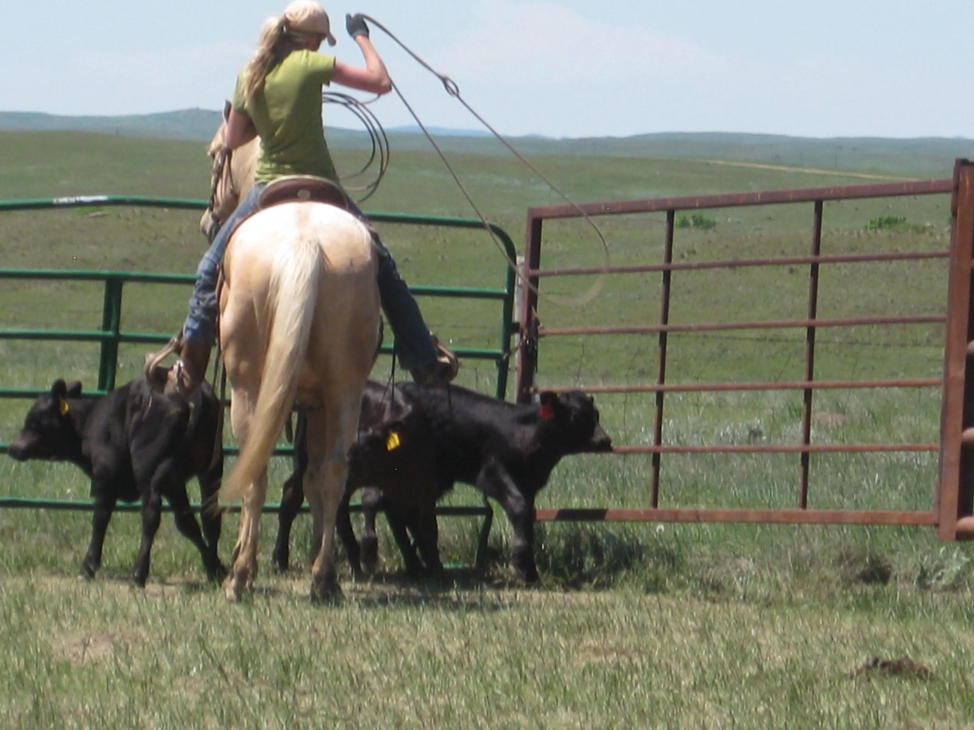 Lasso.