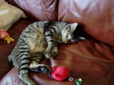 Max, our Ferrel Cat - We adoped this ferrel cat recently.  Do you think he's comfortable in his new home?
