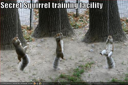 more Squirrel Jedi training