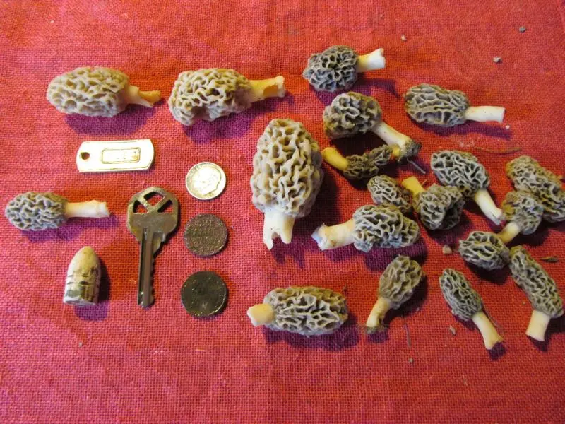 Morels and digs
