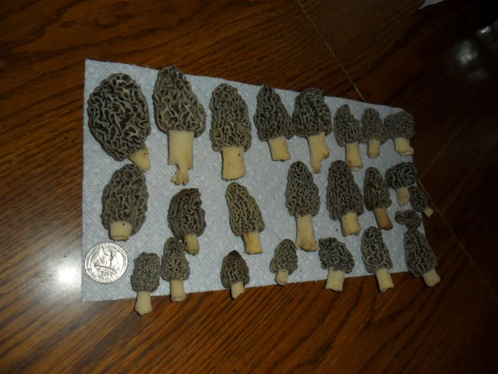 mushrooms 4 19 001