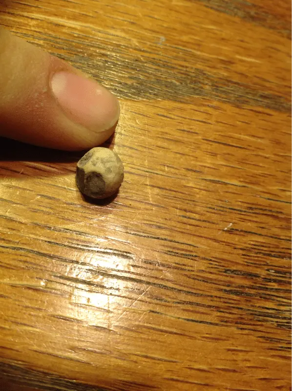 ??? Musket ball??