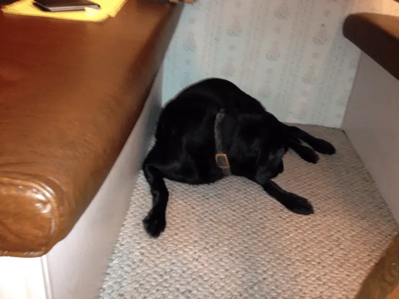 My black Lab, Silk