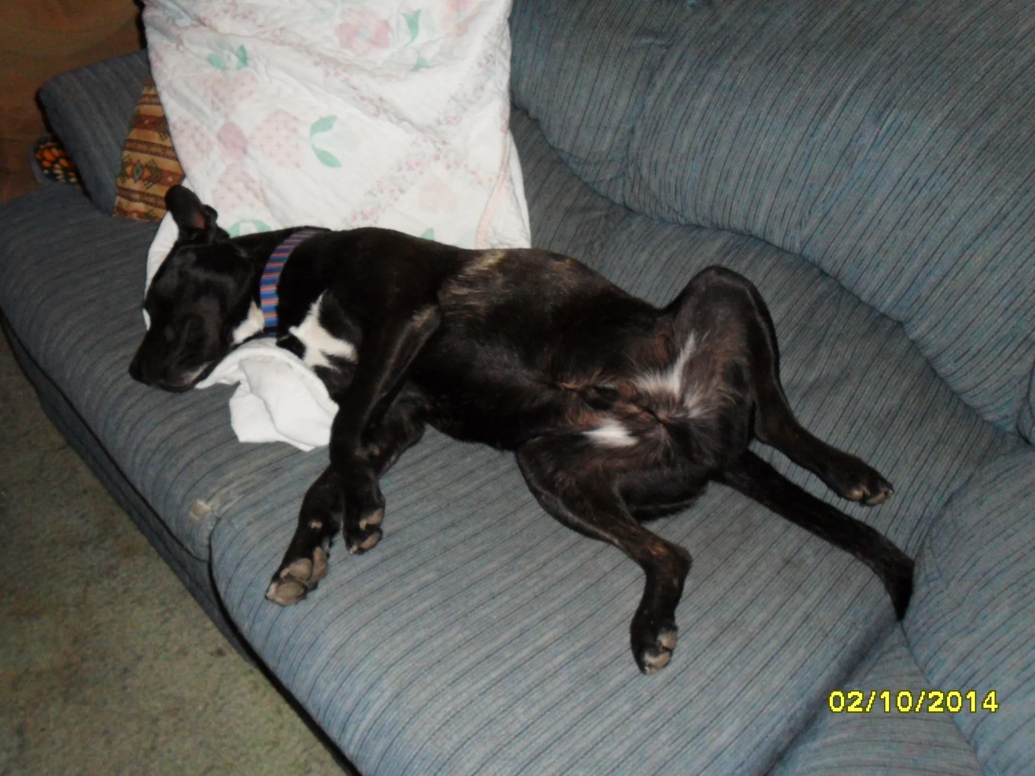My other spoiled dog.... baby Jake
taking an afternoon nap