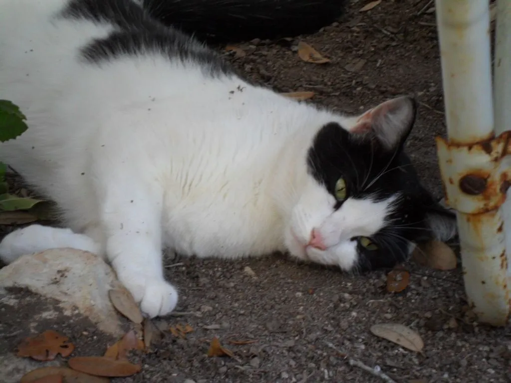 My spoiled cat "Oreo" is a lazy country cat